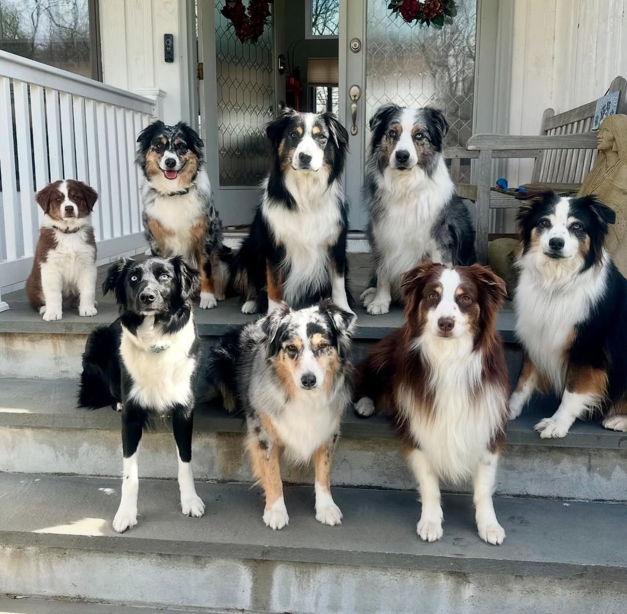Adopt An Aussie